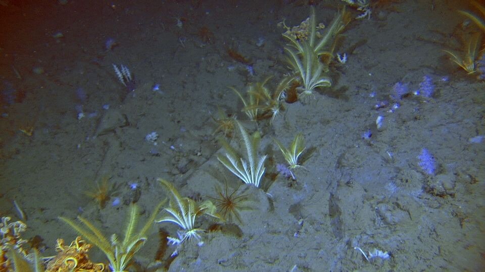 Fjærstjerner på rundt 800 m dyp på Storneset. Dette er sannsynligvis Heliometra. På fremspring av leire står de stedvis tett i tett. (Foto: MAREANO/Havforskningsinstituttet)