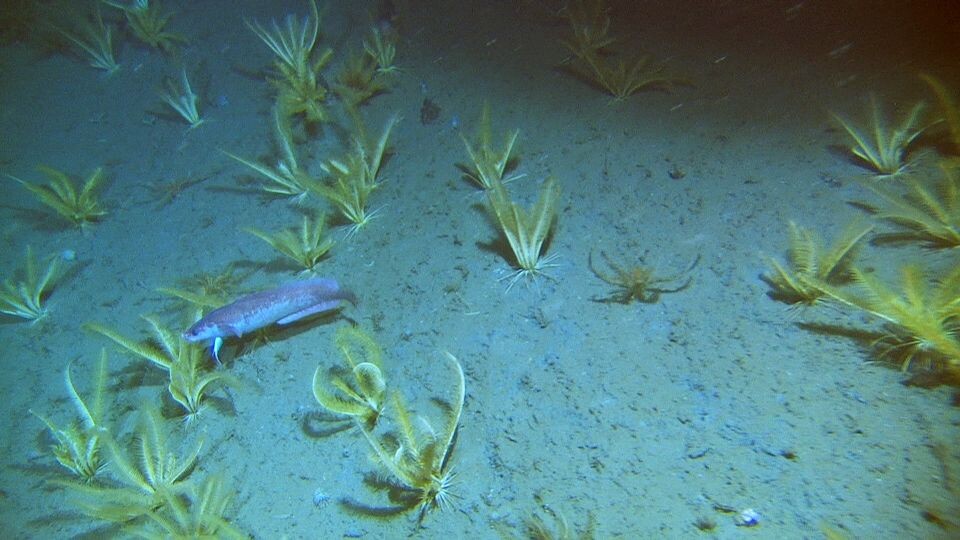 Skjellbrosme og fjærstjerner på rundt 800 m dyp på Storneset. (Foto: MAREANO/Havforskningsinstituttet)