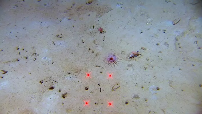 Noen steder i dypet er bunnen gjennomhullet av amfipoden Neohela. Ellers i bildet ser vi sylindersjørosen Cerianthus vogti og sneglen Buccinum hydrophanum. (Foto: MAREANO/Havforskningsinstituttet)