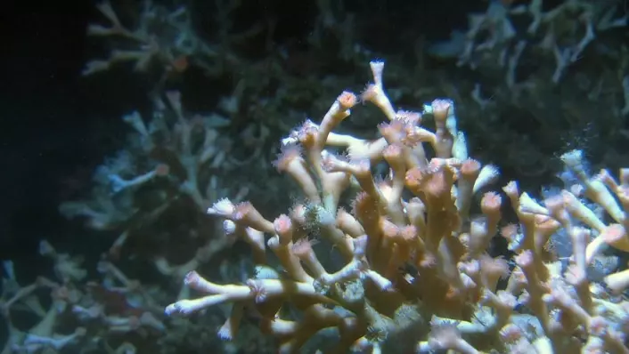 Nærbilde av Lophelia pertusa som også er vanlig på korallrevene på Storneset. (Foto: MAREANO/Havforskningsinstituttet)