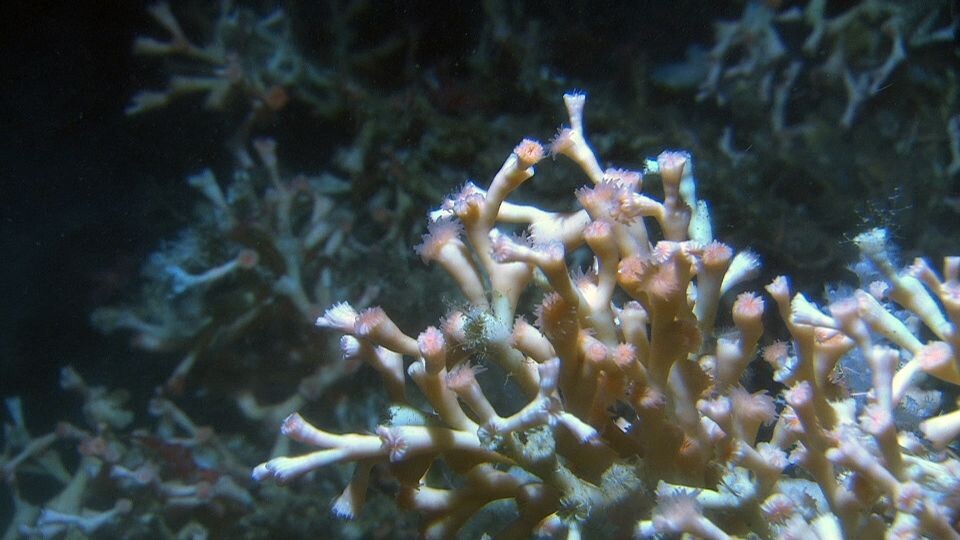 Nærbilde av Lophelia pertusa som også er vanlig på korallrevene på Storneset. (Foto: MAREANO/Havforskningsinstituttet)