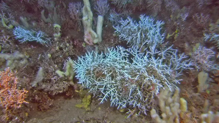De dype korallrevene på Storneset er dominert av sikksakk-korallen (Madrepora oculata), her med både hvit og rød variant. I tillegg ser vi ulike svamper i bildet. (Foto: MAREANO/Havforskningsinstituttet)