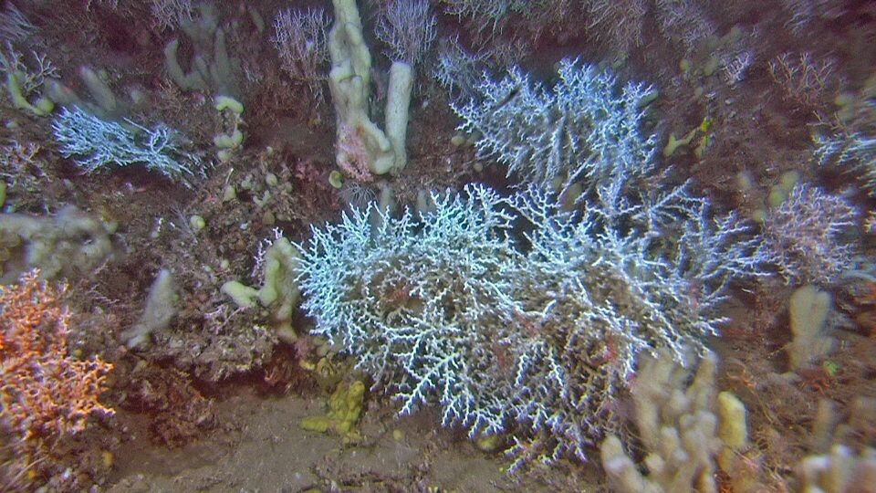 De dype korallrevene på Storneset er dominert av sikksakk-korallen (Madrepora oculata), her med både hvit og rød variant. I tillegg ser vi ulike svamper i bildet. (Foto: MAREANO/Havforskningsinstituttet)