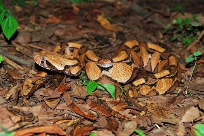 Gabonhuggormen (<i>Bitis gabonica</i>) er ekstremt giftig og har hoggtenner som er fire centimeter lange. (Foto: Colin Tilbury) Gabonhuggormen (<i>Bitis gabonica</i>) er ekstremt giftig og har hoggtenner som er fire centimeter lange. (Foto: Colin Tilbury)
