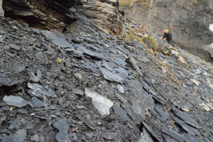 Små beinrester farget blå av mineralet vivianitt og blåst utover av vinden. (Foto: Victoria Engelschiøn Nash) Små beinrester farget blå av mineralet vivianitt og blåst utover av vinden. (Foto: Victoria Engelschiøn Nash)