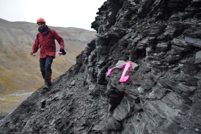 Pat markerer funnene med rosa teip for at de skal synes bedre på oversiktsbildene fra området. (Foto: Victoria Engelschiøn Nash) Pat markerer funnene med rosa teip for at de skal synes bedre på oversiktsbildene fra området. (Foto: Victoria Engelschiøn Nash)