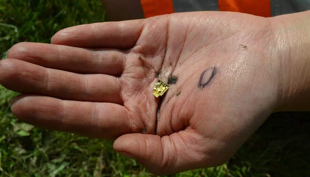 En arkeolog holder en av gullbrikkene de fant på Åker i Hamar i 2016. De lå i jorda, litt fra hverandre. (Foto: Tone Bergland, Kulturhistorisk museum)