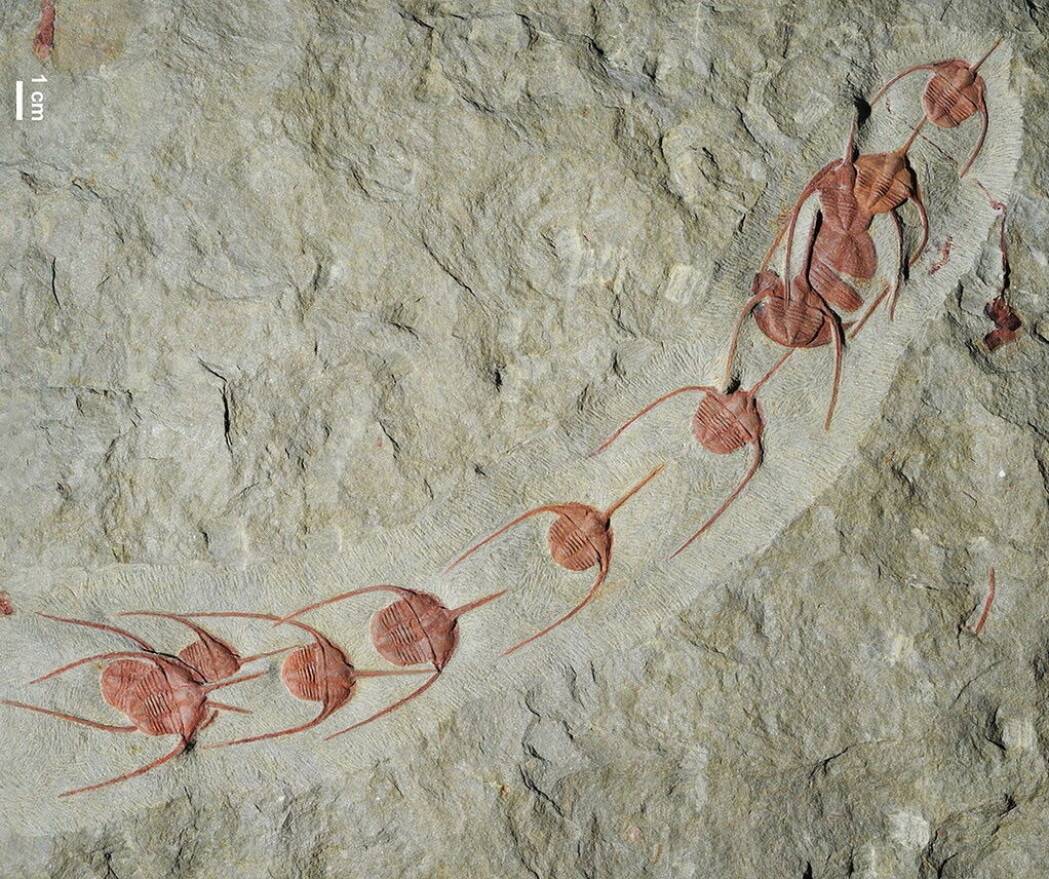 En av fossilrekkene funnet i det sørøstlige Marokko. (Foto: Jean Vannier/Wikimedia Commons) En av fossilrekkene funnet i det sørøstlige Marokko. (Foto: Jean Vannier/Wikimedia Commons)