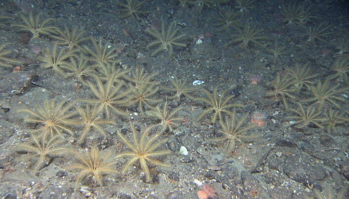 Fjærstjerna Heliometra glacialis kan forekomme i store tettheter i Kvitøyrenna. Fotograf: Mareano/Havforskningsinstituttet Fjærstjerna Heliometra glacialis kan forekomme i store tettheter i Kvitøyrenna. Fotograf: Mareano/Havforskningsinstituttet
