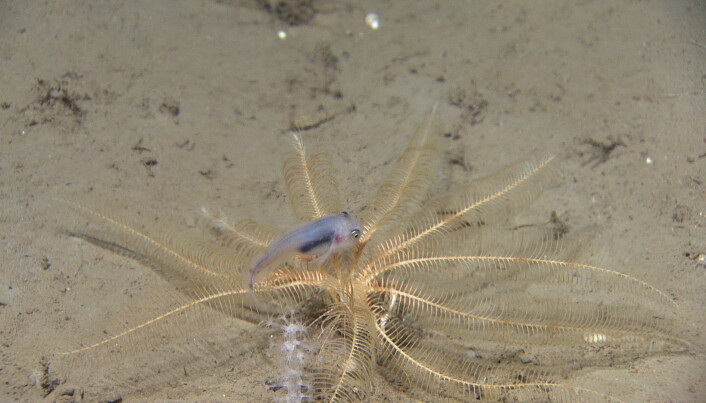 Små fisk, slik som denne nordlige ringbuken, var blant fiskene vi observerte i Kvitøyrenna. Vi har ofte sett den i armene til fjærstjerna Heliometra glacialis. Fotograf: Mareano/Havforskningsinstituttet Små fisk, slik som denne nordlige ringbuken, var blant fiskene vi observerte i Kvitøyrenna. Vi har ofte sett den i armene til fjærstjerna Heliometra glacialis. Fotograf: Mareano/Havforskningsinstituttet