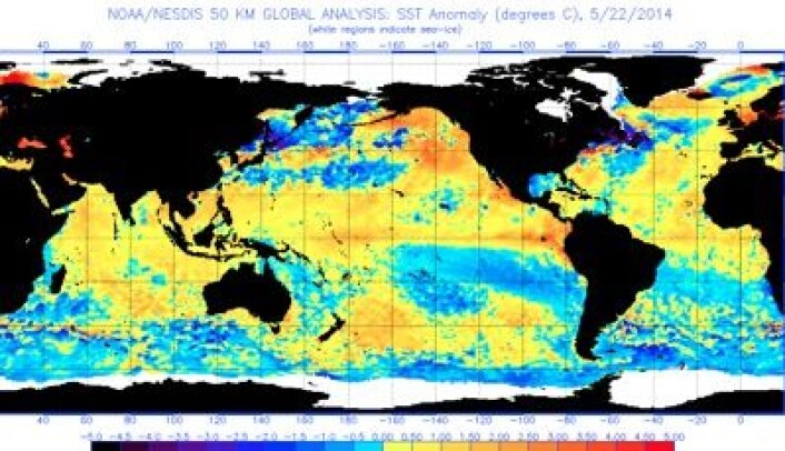 Temperatur-avvik i havoverflaten 22. mai, målt fra satellitter. Det er nesten El Ninjo. Og veldig varmt rundt Danmark. (Foto: (NOAA)) Temperatur-avvik i havoverflaten 22. mai, målt fra satellitter. Det er nesten El Ninjo. Og veldig varmt rundt Danmark. (Foto: (NOAA))