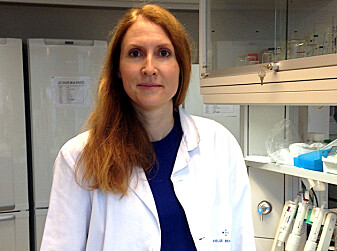 Professor Bodil Bjørndal skal snart teste ut om kyllingpeptider kan ha samme effekt på mennesker. (Foto: UiB) Professor Bodil Bjørndal skal snart teste ut om kyllingpeptider kan ha samme effekt på mennesker. (Foto: UiB)