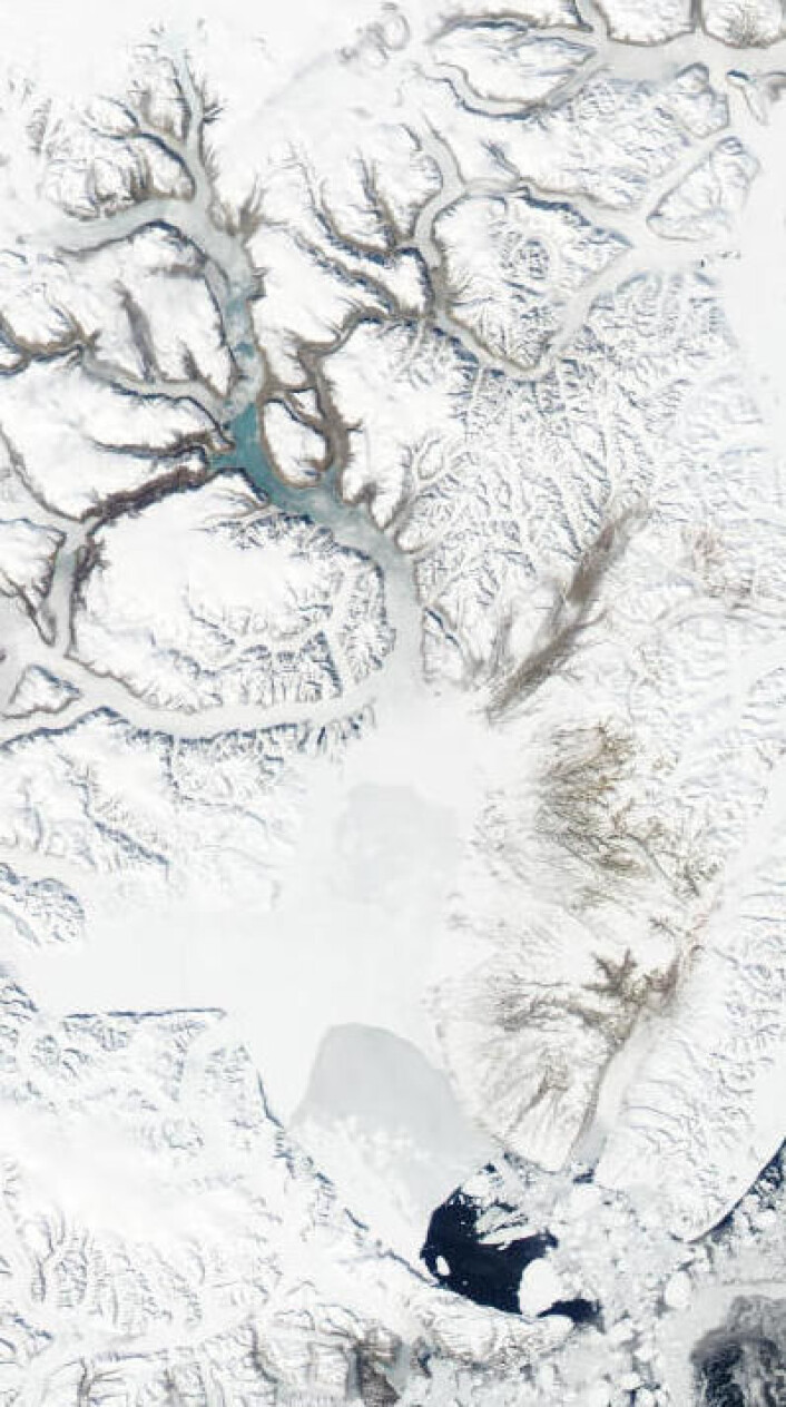 Det er vår og snart sommer i Scoresby Sund på Grønland. Her sett i 2x redusert oppløsning fra NASAs satellitt Aqua 6. juni. (Foto: (NASA Aqua MODIS)) Det er vår og snart sommer i Scoresby Sund på Grønland. Her sett i 2x redusert oppløsning fra NASAs satellitt Aqua 6. juni. (Foto: (NASA Aqua MODIS))