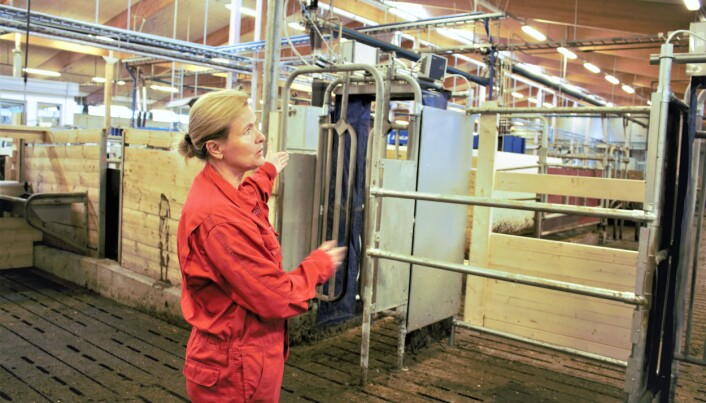 Irma Oskam, leder for Senter for husdyrsforsøk viser frem porten der mødre gå inn for å komme til kalvene. Etterpå kan hun gå ut igjen for å spise og hvile. (Foto: Elise Kjørstad) Irma Oskam, leder for Senter for husdyrsforsøk viser frem porten der mødre gå inn for å komme til kalvene. Etterpå kan hun gå ut igjen for å spise og hvile. (Foto: Elise Kjørstad)
