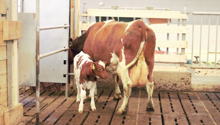 Her har «gamlemor» kommet for å tilbringe tid med kalven sin. (Foto: Elise Kjørstad) Her har «gamlemor» kommet for å tilbringe tid med kalven sin. (Foto: Elise Kjørstad)