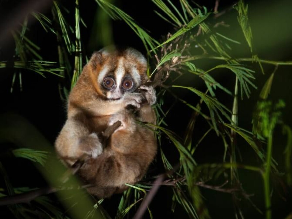 Slow loris study reveals: The human rhythm of sleep can be much older than  expected