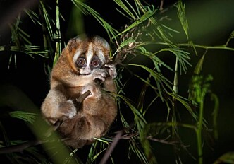 Slow loris study reveals: The human rhythm of sleep can be much older than expected