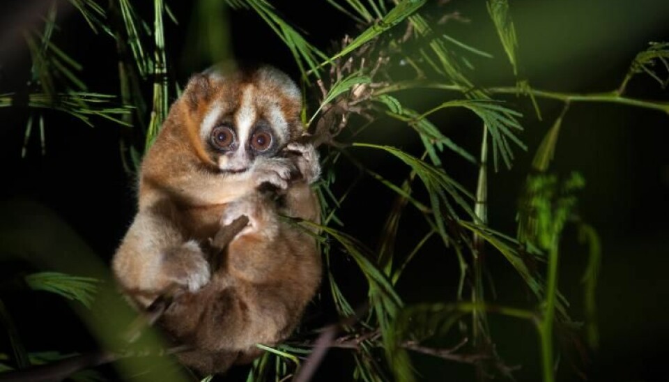 The Javan slow loris is an old species of primate, but has a rhythm of sleep similar to the more modern human rhythm. (Photo: Andrew Walmsley, Oxford Brookes University)