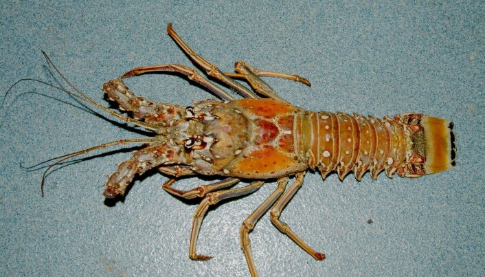 Bøckman trekker fram at også denne arten av kloløs hummer, den karibiske taggete hummeren, beveger seg i lange conga-rekker. (Foto: Wikimedia Commons, By SEFSC Pascagoula Laboratory; Collection of Brandi Noble, NOAA/NMFS/SEFSC - NOAA photo librairie, Public Domain) Bøckman trekker fram at også denne arten av kloløs hummer, den karibiske taggete hummeren, beveger seg i lange conga-rekker. (Foto: Wikimedia Commons, By SEFSC Pascagoula Laboratory; Collection of Brandi Noble, NOAA/NMFS/SEFSC - NOAA photo librairie, Public Domain)
