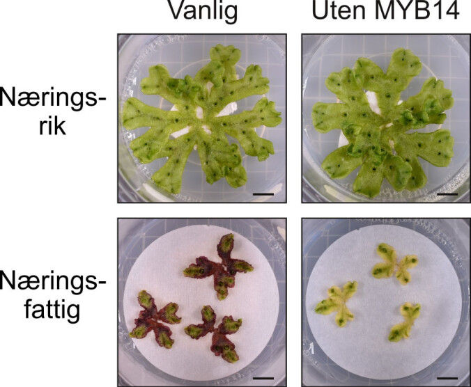 Tvaremose som har vokst med henholdsvis god og dårlig tilgang på næring. Til venstre ser vi normale planter, mens i plantene til høyre har forskerne slått av genet som er nødvendig for produksjon av de røde auronidinene. (Foto: Proceedings of the National Academy of Sciences) Tvaremose som har vokst med henholdsvis god og dårlig tilgang på næring. Til venstre ser vi normale planter, mens i plantene til høyre har forskerne slått av genet som er nødvendig for produksjon av de røde auronidinene. (Foto: Proceedings of the National Academy of Sciences)