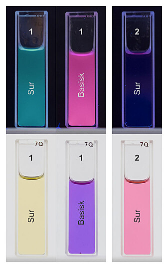 Prøven øverst til høyre (merket 2) er en oppløsning med antocyan som befinner seg i mørket og er utsatt for UV-lys. Siden stoffet ikke har evne til å fluorescere, ser vi heller ingen farge på bildet. De to prøvene øverst til venstre (merket 1) er en oppløsning med auronidiner utsatt for UV-lys og avbildet i mørket. Siden stoffet fluorescerer, kan vi se fargene tydelig. Den nederste rekken er de samme prøvene i dagslys. Hvilke farger som fremtrer, er avhengig av pH-verdien i oppløsningen. (Foto: Proceedings of the National Academy of Sciences) Prøven øverst til høyre (merket 2) er en oppløsning med antocyan som befinner seg i mørket og er utsatt for UV-lys. Siden stoffet ikke har evne til å fluorescere, ser vi heller ingen farge på bildet. De to prøvene øverst til venstre (merket 1) er en oppløsning med auronidiner utsatt for UV-lys og avbildet i mørket. Siden stoffet fluorescerer, kan vi se fargene tydelig. Den nederste rekken er de samme prøvene i dagslys. Hvilke farger som fremtrer, er avhengig av pH-verdien i oppløsningen. (Foto: Proceedings of the National Academy of Sciences)