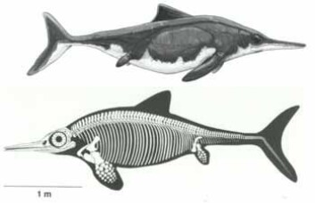 Fiskeøglen Ophthalmosaurus icenicus. Nederst skjelett og omriss av kroppen (Sander 2000), øverst en tegning slik den kan ha sett ut (Ken Kirkland). (Foto: Illustrasjon: Darren Naish, Tetrapod Zoology blog) Fiskeøglen Ophthalmosaurus icenicus. Nederst skjelett og omriss av kroppen (Sander 2000), øverst en tegning slik den kan ha sett ut (Ken Kirkland). (Foto: Illustrasjon: Darren Naish, Tetrapod Zoology blog)