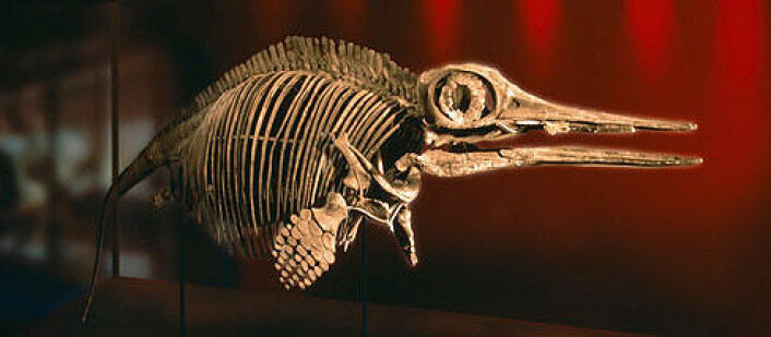 Ophthalmosaurus icenicus. Skjelett montert i 3d Foto: Natural History Museum, UK Ophthalmosaurus icenicus. Skjelett montert i 3d Foto: Natural History Museum, UK