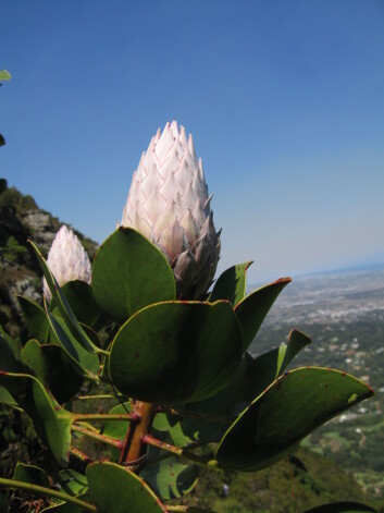 Man får lyst til å studere naturen når universitetet ligger ved Table Mountain, som blant annet huser 1500 plantearter. Her er en protea. Foto: LLD Man får lyst til å studere naturen når universitetet ligger ved Table Mountain, som blant annet huser 1500 plantearter. Her er en protea. Foto: LLD