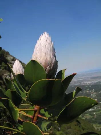 Man får lyst til å studere naturen når universitetet ligger ved Table Mountain, som blant annet huser 1500 plantearter. Her er en protea. Foto: LLD