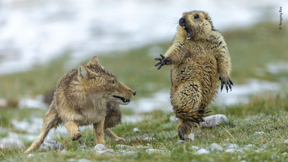Fotografen som tok dette bildet av en rev og et murmeldyr ble beste villdyrsfotograf i 2019. (Foto: Bao Yongqing/2019 Wildlife Photographer of the Year)