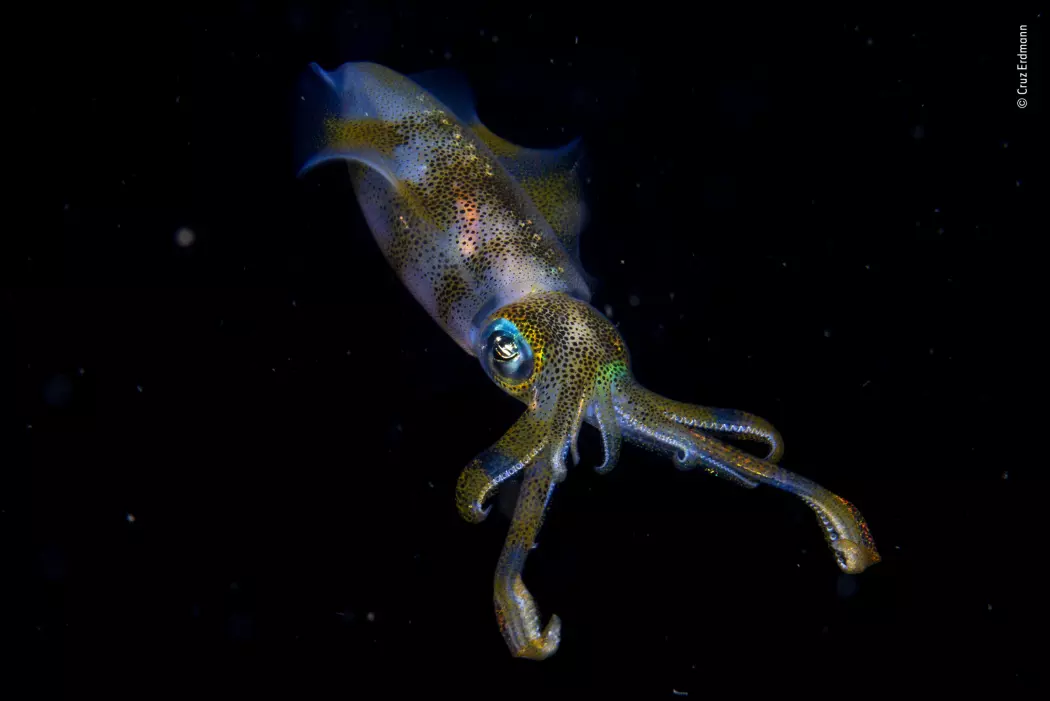 Denne arten av blekksprut er skikkelig god på å gjemme seg. En av tingene de gjør er å forandre fargene på kroppen. (Foto: Cruz Erdmann/2019 Wildlife Photographer of the Year)