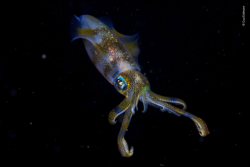 Denne arten av blekksprut er skikkelig god på å gjemme seg. En av tingene de gjør er å forandre fargene på kroppen. (Foto: Cruz Erdmann/2019 Wildlife Photographer of the Year)