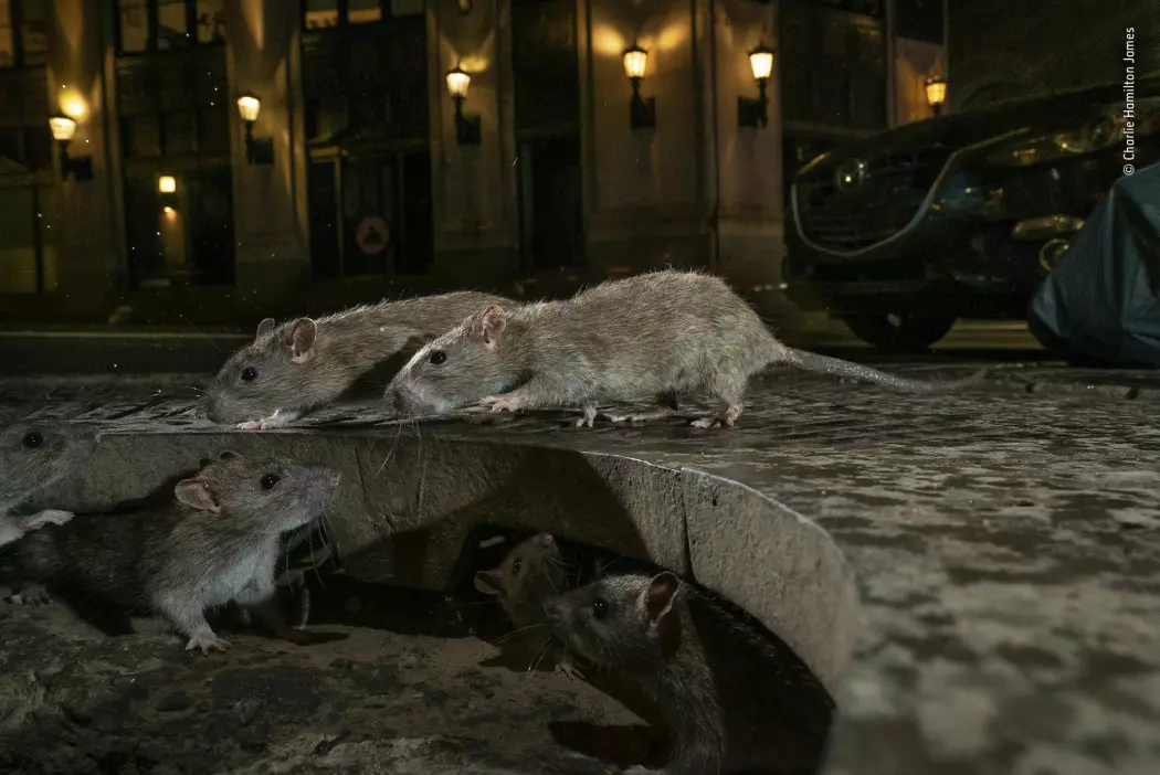 Rotter er smarte. De kan svømme, hoppe og grave seg ned. Derfor passer de godt til et liv i kloakken og i nettverk under bakken. (Fotograf: Charlie Hamilton James/2019 Wildlife Photographer of the Year)