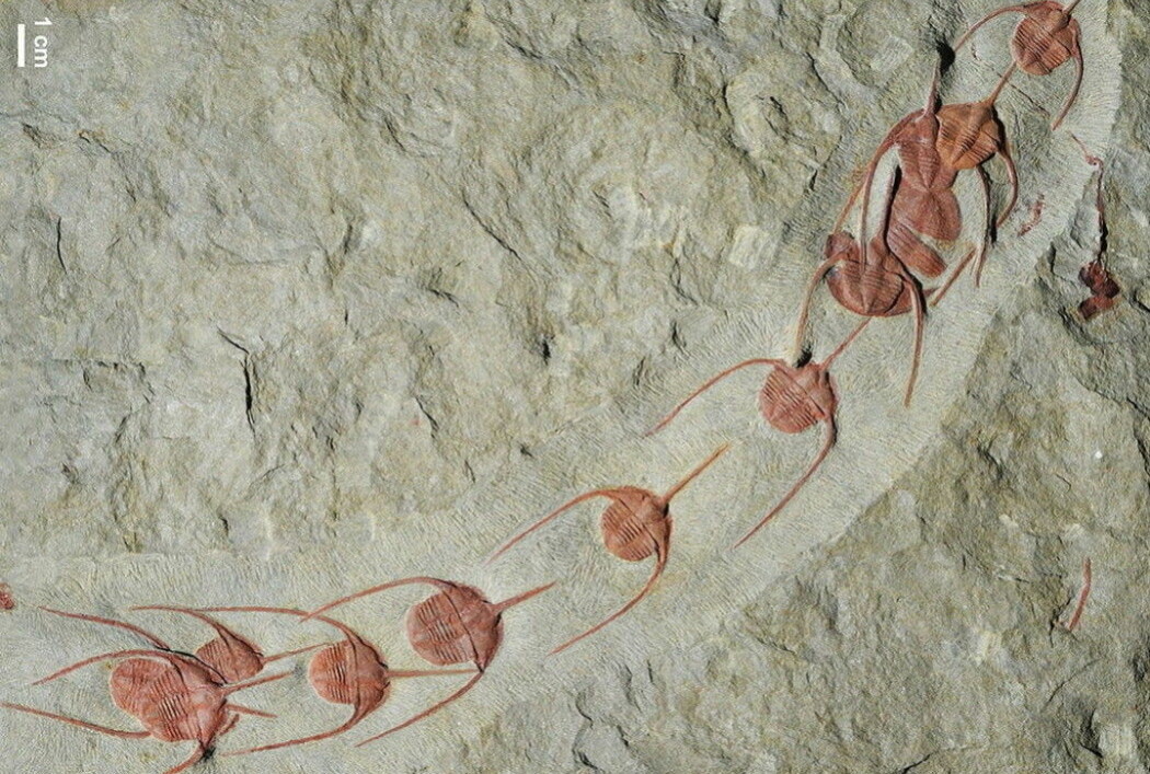 Ett - to - ett - to! Dette fossilet viser at dyr har laget gjenger i flere millioner år, mener forskerne. (Foto: Jean Vannier/Wikimedia Commons)