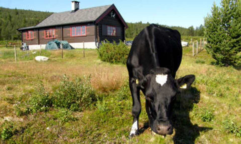 En ku driver vedlikehold av kulturlandskapet. I bakgrunnen en hytte i såkalt 'tradisjonell' og enkel stil.