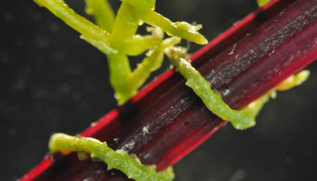 Planter av slekten snyltetråd (Cuscuta) kobler seg på stengelen til andre planter, og suger ut næring. Men de to plantene utveksler også store mengder informasjon. (Foto: Virginia Tech College of Agriculture and Life Sceinces)