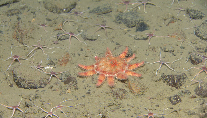 Piggsolstjerne (Crossaster sp.) og små slangestjerner (Ophiocten sp.) Foto: Mareano/HI Piggsolstjerne (Crossaster sp.) og små slangestjerner (Ophiocten sp.) Foto: Mareano/HI