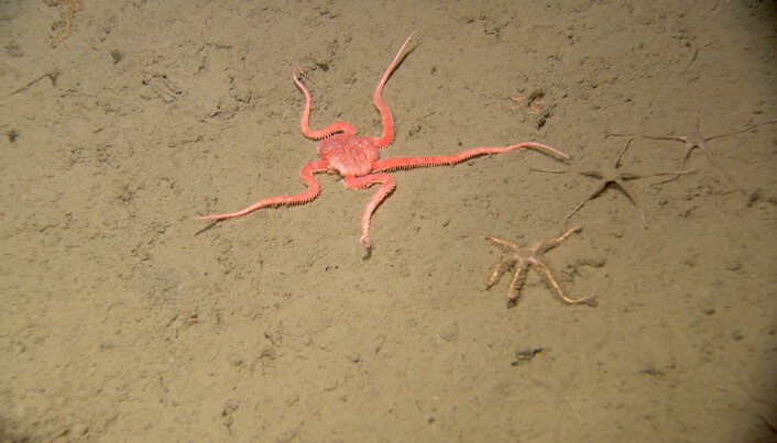 Slangestjerner (Ophioscolex glacialis, Ophiocten sp. og Ophiacantha sp.). Foto: Mareano/HI Slangestjerner (Ophioscolex glacialis, Ophiocten sp. og Ophiacantha sp.). Foto: Mareano/HI