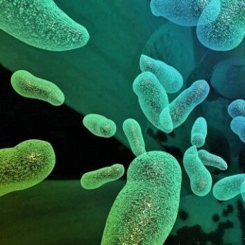 Amerikanske forskere har funnet ut at hele 90 prosent av cellene i kroppen din kan bestå av fremmede mikrober, blant annet er bakterier og virus. Men før du løper til dusjen, må du vite at mange av disse bakteriene er helt nødvendige for å holde deg frisk. (Foto: Colourbox) Amerikanske forskere har funnet ut at hele 90 prosent av cellene i kroppen din kan bestå av fremmede mikrober, blant annet er bakterier og virus. Men før du løper til dusjen, må du vite at mange av disse bakteriene er helt nødvendige for å holde deg frisk. (Foto: Colourbox)