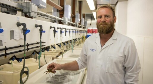 Krabber husker veien i en labyrint, viser ny studie