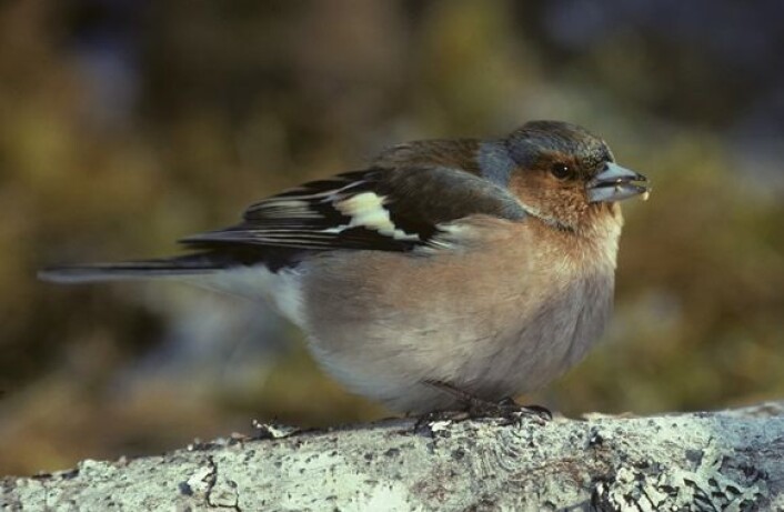 Bokfinken er fortsatt tallrik. (Foto: Ingvar Stenberg) Bokfinken er fortsatt tallrik. (Foto: Ingvar Stenberg)