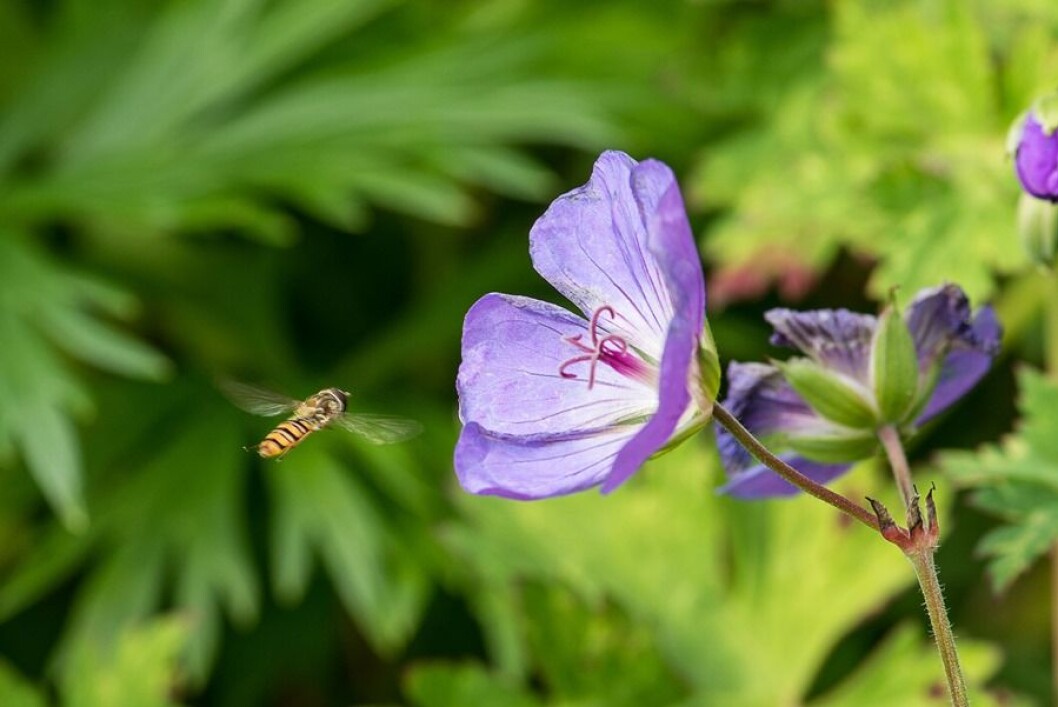 Blomsterfluer ligner på veps, men flyr på en egen måte. De står nærmest stille i lufta. (Foto: Erling Fløistad) Blomsterfluer ligner på veps, men flyr på en egen måte. De står nærmest stille i lufta. (Foto: Erling Fløistad)