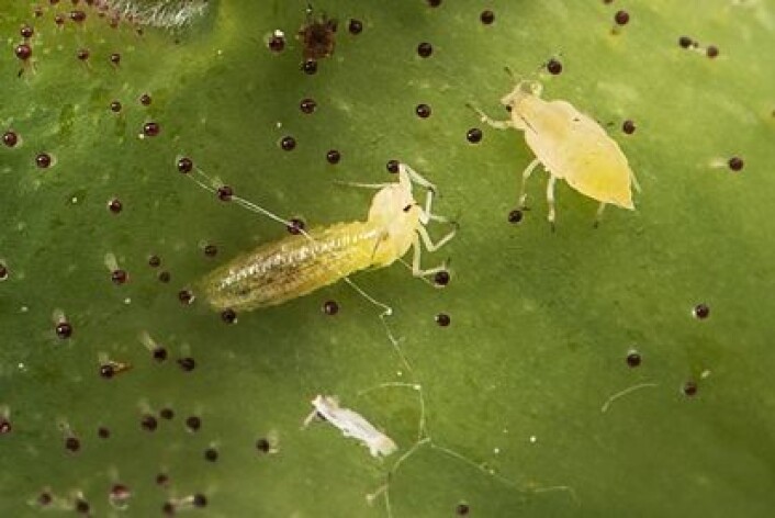 Denne blomsterfluelarven er stor og har spist mange bladlus. (Foto: Erling Fløistad) Denne blomsterfluelarven er stor og har spist mange bladlus. (Foto: Erling Fløistad)