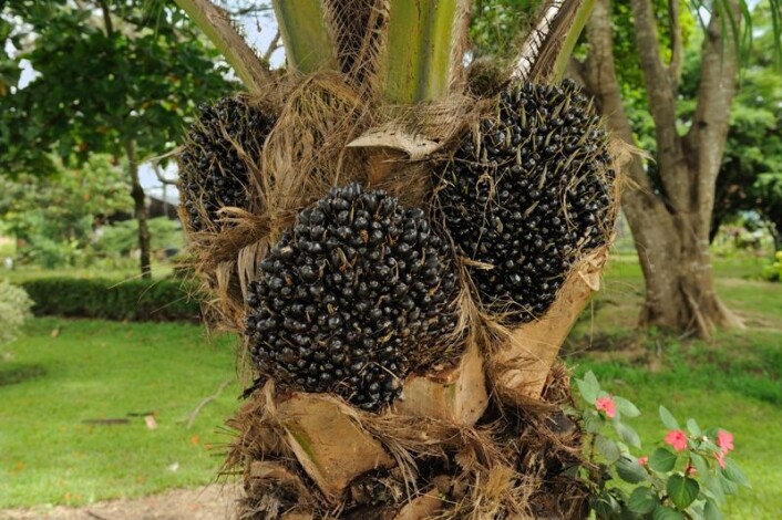 Palmeolje utvinnes fra frukten på palmen. (foto: Cayambe, Wikimedia Commons) Palmeolje utvinnes fra frukten på palmen. (foto: Cayambe, Wikimedia Commons)
