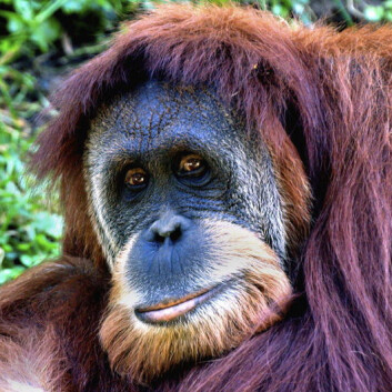 Orangutangen er særlig utsatt fordi den holder til i plantasjene fordi eierne ser på den som et skadedyr. (Foto: Wikimedia Commons) Orangutangen er særlig utsatt fordi den holder til i plantasjene fordi eierne ser på den som et skadedyr. (Foto: Wikimedia Commons)