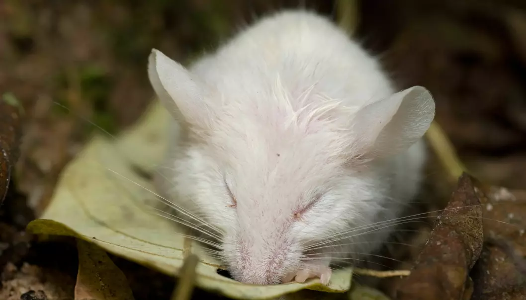 Her ser du en mus som sover. Kanskje jobber den lille musehjernen med å slette gamle minner slik at den får plass til nye. (Foto: kurt_G / Shutterstock / NTB scanpix)