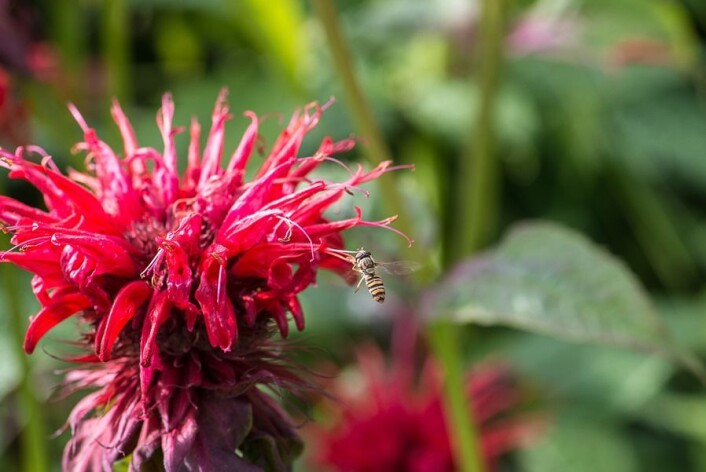 De voksne blomsterfluene spiser blomsternektar. (Foto: Erling Fløistad) De voksne blomsterfluene spiser blomsternektar. (Foto: Erling Fløistad)