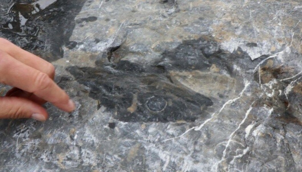 En kalkstein med blekksprutfossiler dukket opp under byggingen av NMBUs veterinærbygg. Nå er den plassert i universitetets nye geologihage. Sirkelen midt i bildet viser tverrsnitt av primitive blekkspruter med kjegleformede skall. (Foto: Tove Rømo Grande / NMBU). En kalkstein med blekksprutfossiler dukket opp under byggingen av NMBUs veterinærbygg. Nå er den plassert i universitetets nye geologihage. Sirkelen midt i bildet viser tverrsnitt av primitive blekkspruter med kjegleformede skall. (Foto: Tove Rømo Grande / NMBU).