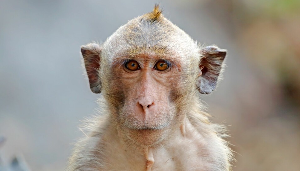 En makak-ape opplever ikke musikk som mennesker gjør, tror forskere. (Foto: Colourbox)