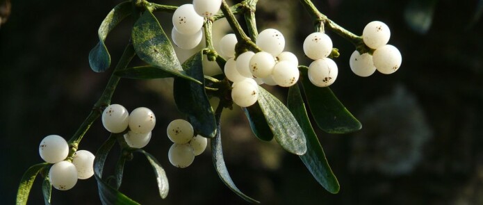 Misteltein, Viscum album, kan anvendes i kampen mot varulver. Planten vokser på løvtrær og har læraktige, vintergrønne blader. Det er bare hunnplantene som utvikler de hvite bærene. Foto: Hans, Pixabay, CC Misteltein, Viscum album, kan anvendes i kampen mot varulver. Planten vokser på løvtrær og har læraktige, vintergrønne blader. Det er bare hunnplantene som utvikler de hvite bærene. Foto: Hans, Pixabay, CC